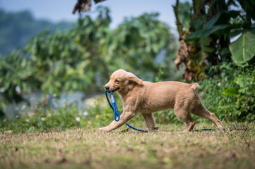 Fototapeta na wymiar Dogs playing in the grass