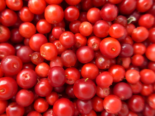 lingonberry