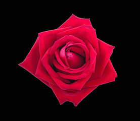 Red Rose on Black background