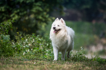 Dogs playing in the grass
