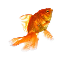 Gold fish. Isolation on the white