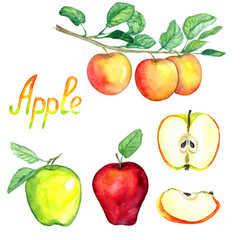 Apples branch with fruits, green and red apples with leaves and cut slices, isolated hand painted watercolor illustration