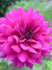 pink dahlia close up