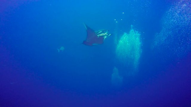 Увлекательные подводные погружения с крупными мантами у острова Сокорро в Тихом океане. Мексика.