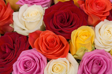 Closeup of a bunch of multicolored roses background