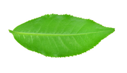 Naklejka na ściany i meble green tea leaf isolated on white background ,The rear