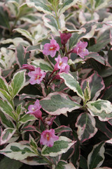 Weigela florida Monet Bl&uuml;te