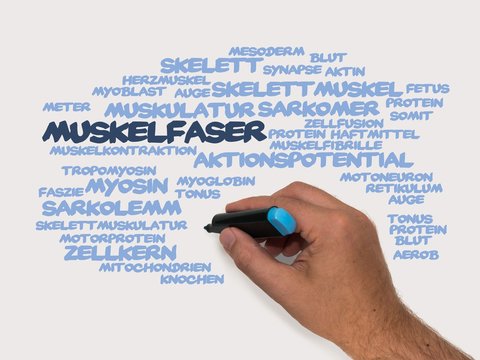 Muskelfaser