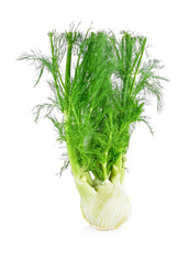 Fresh, organic fennel on a white background