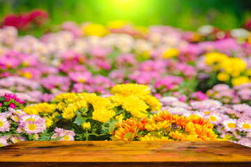 Colorful of chrysanthemum Flowers in Garden and Wood table .Selective focus and sunlight effect.