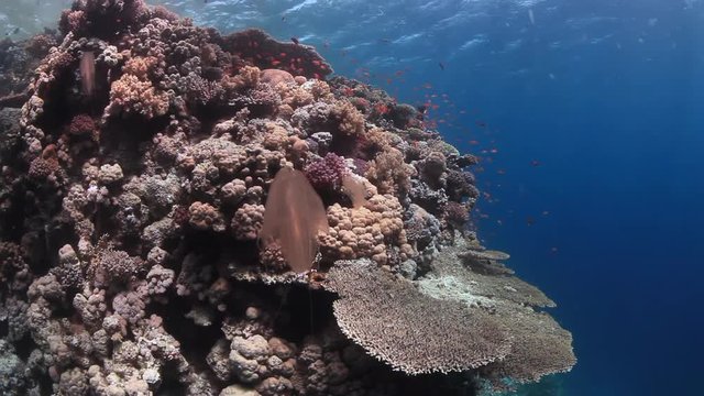 School of fish on background underwater landscape in Red sea. Swimming in world of colorful beautiful wildlife of reefs and algae. Inhabitants in search of food. Abyssal diving.