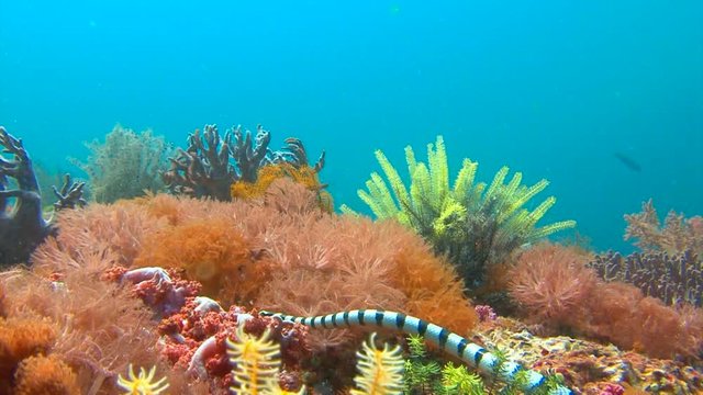 Морская змея кольчатый плоскохвост. Увлекательные подводные погружения на рифах Филиппинского архипелага.