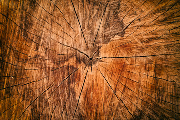 Wood cut texture tree trunk