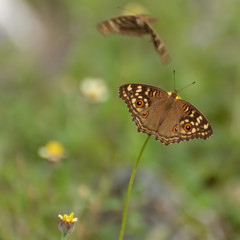 butterfly on flower