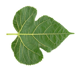 Mulberry leaves isolated on white background