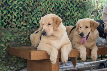 Two golden retriever to lie on a bench