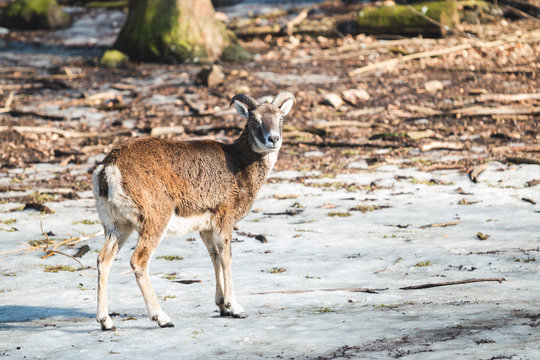Mufflonbock