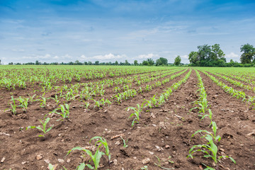 Farm  corn