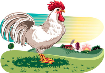 Rooster in a meadow.