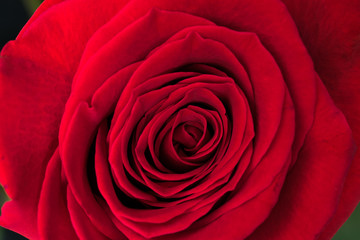 Fototapeta na wymiar blomming flower of a red rose closeup on black background
