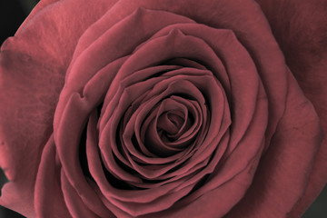 blomming flower of a red rose closeup on black background