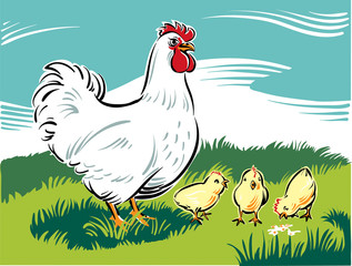 Hen chicks teaches how to find food.