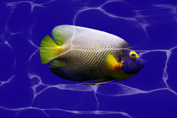 Naklejka premium sea small fish close