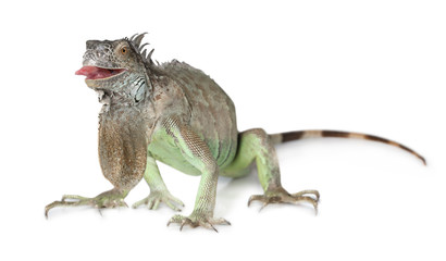 Green Iguana isolated on white