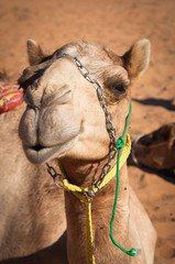 camel headshot
