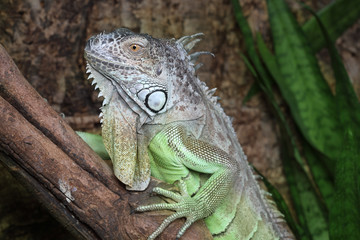 Close up of large Green Iguana