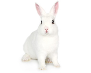 Fototapeta premium Biały królik na białym tle