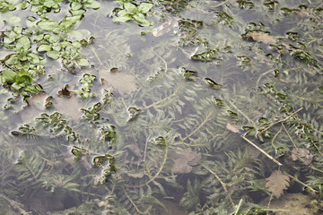 Lake with vegetation
