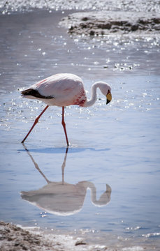 One pink flamingo in the Hedionda lagoon and its reflection in water, Bolivia, South America