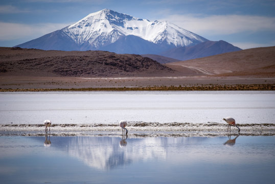 Snow peaked mountains reflect in a blue lake where three flamingos stand, Bolivia © Wouter