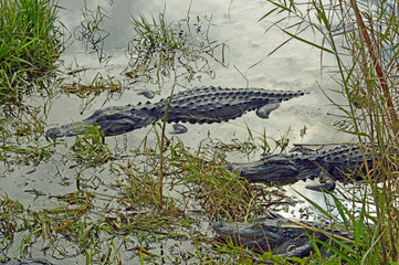 Alligators in Florida 
