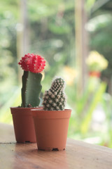 Two mini tree cactus cute