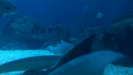 Sharks Resting In Bottom of Huge Aquarium At Oceanarium. An oceanarium is a marine mammal park presenting an ocean habitat with marine animals.