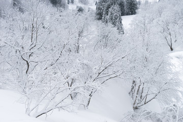 雪化粧した木々