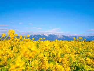 菜の花畑