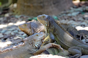 Iguanas lizards on the rocks in the rainforest