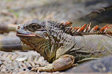 Iguanas lizards on the rocks in the rainforest