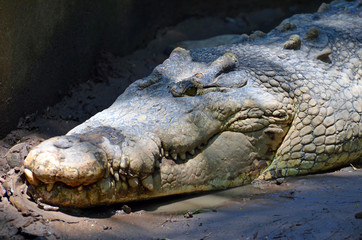 Crocodile alligator lies close-up in a sun