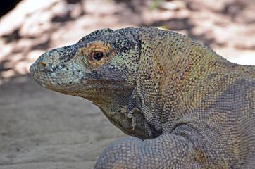 Head of the lizard Varan close-up in the rainforest