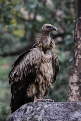 Close up of an Eurasian griffon, Corbett National Park, Uttarakhand, India