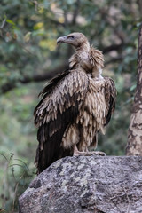 Close up of an Eurasian griffon, Corbett National Park, Uttarakhand, India