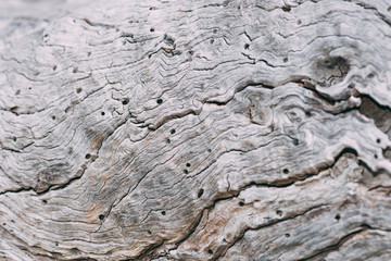 Closeup of dead wood trunk natural texture surface