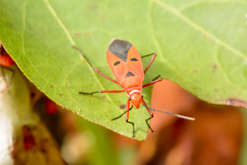 Hemiptera or True bugs on nature background.