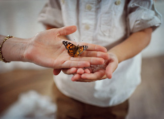 Fototapeta premium ein schmetterling in der Hand