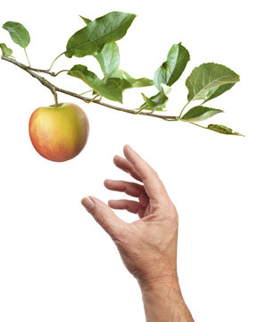 Picking An Apple. White Background