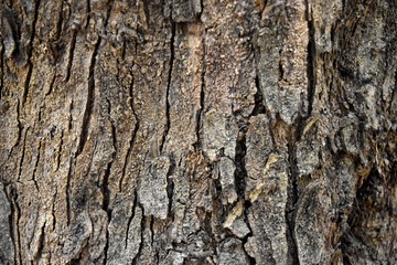 Obraz premium Tree bark texture background with old age.